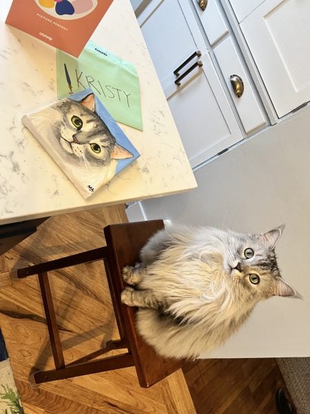 chewy surprise and delight for coco the cat